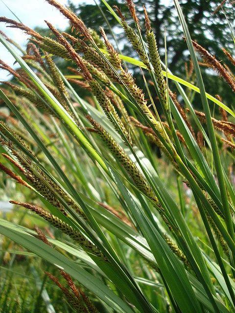 G0185 Grass, Carex Stricta - View 15 from www redcrocus com