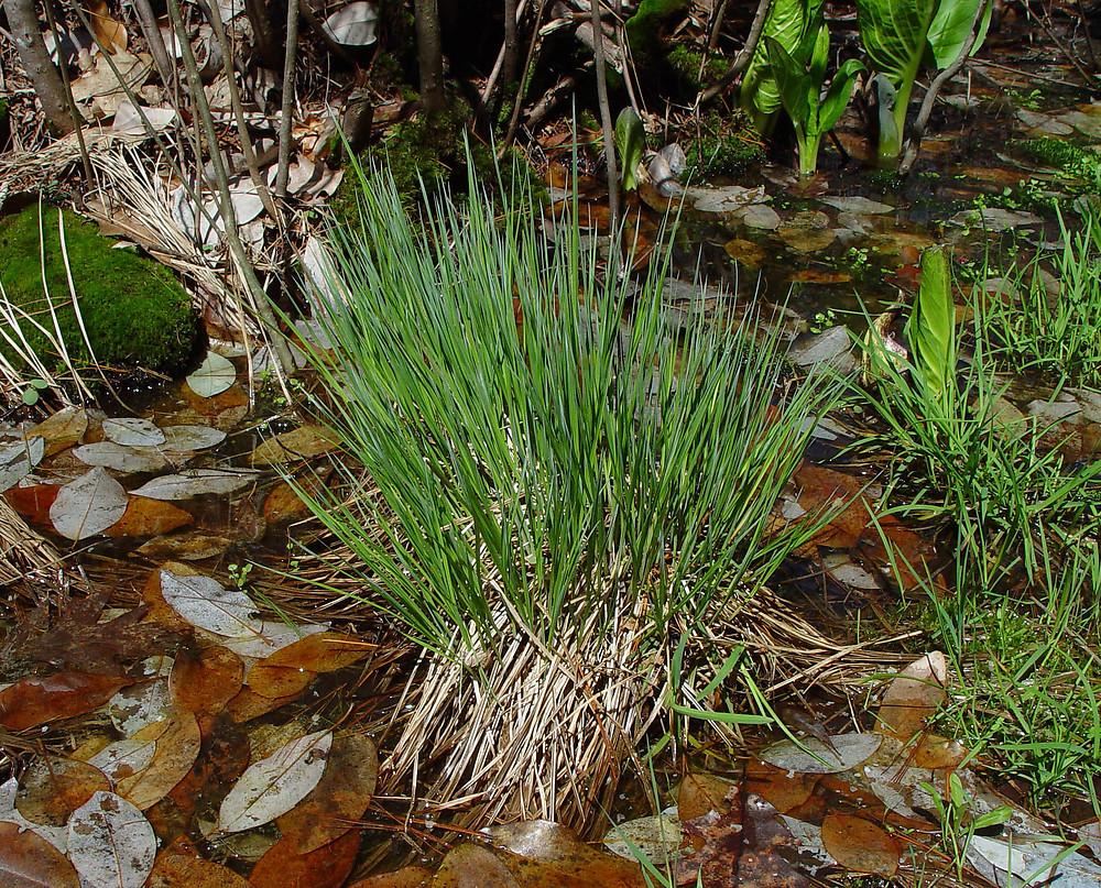 G0185 Grass, Carex Stricta - View 16 from www redcrocus com