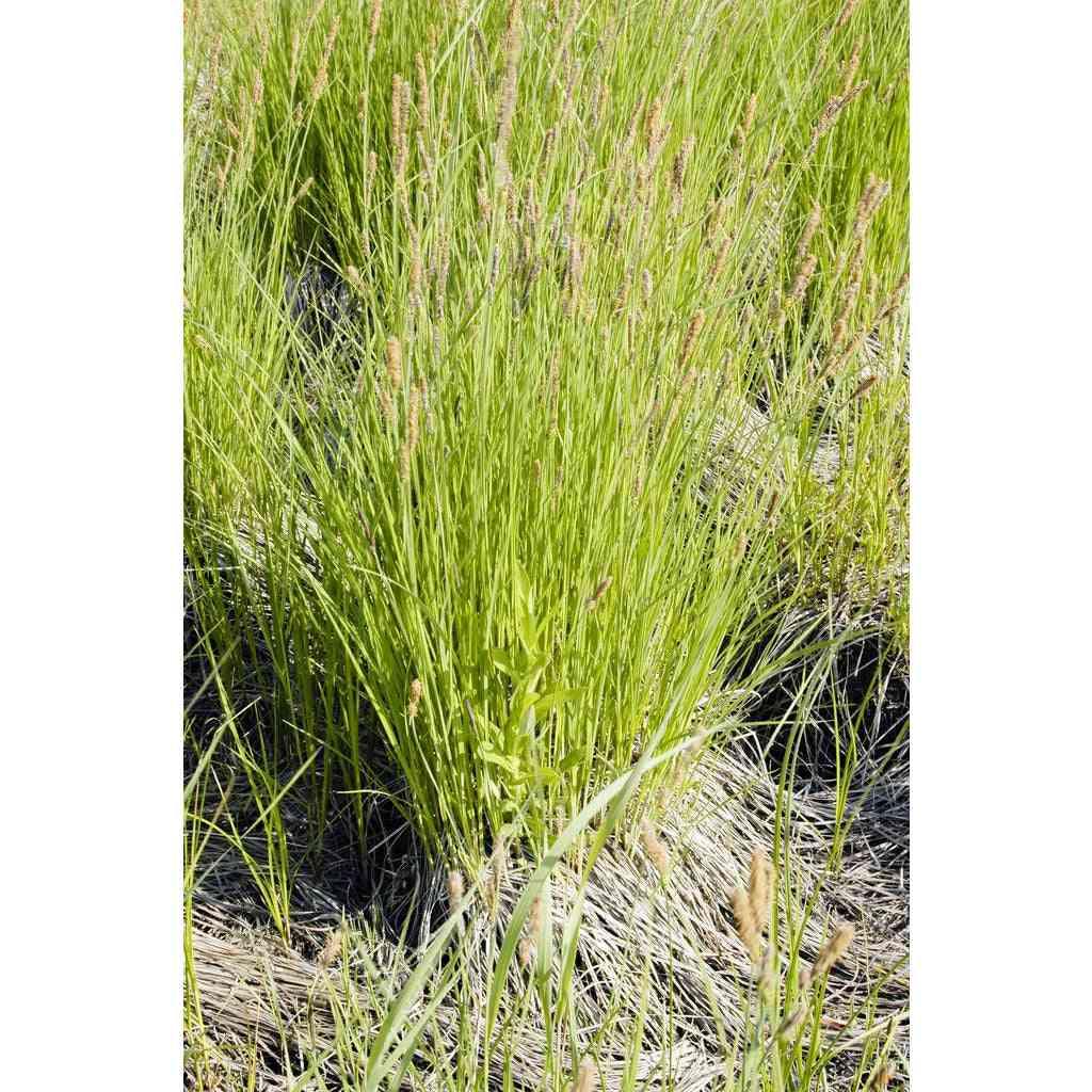 G0185 Grass, Carex Stricta - View 17 from www redcrocus com