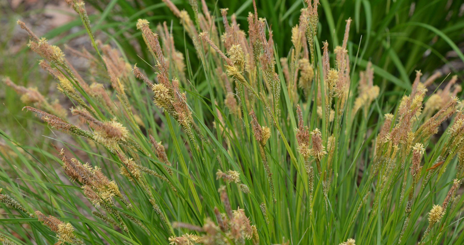 G0185 Grass, Carex Stricta - View 19 from www redcrocus com