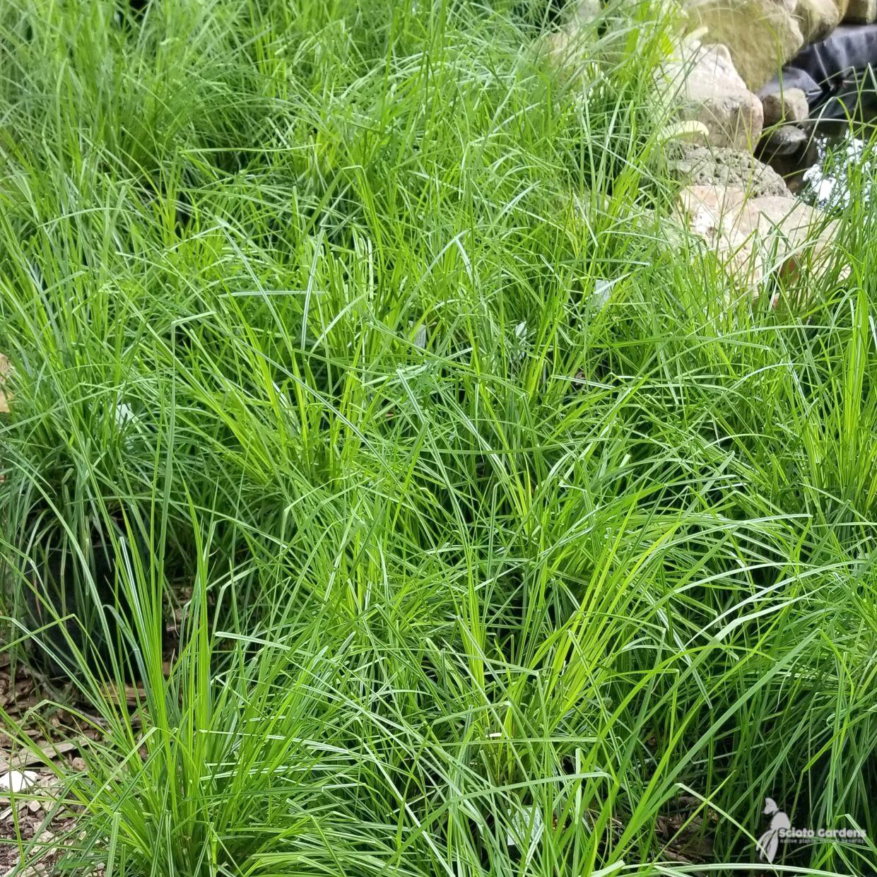 G0185 Grass, Carex Stricta - View 1 from www redcrocus com