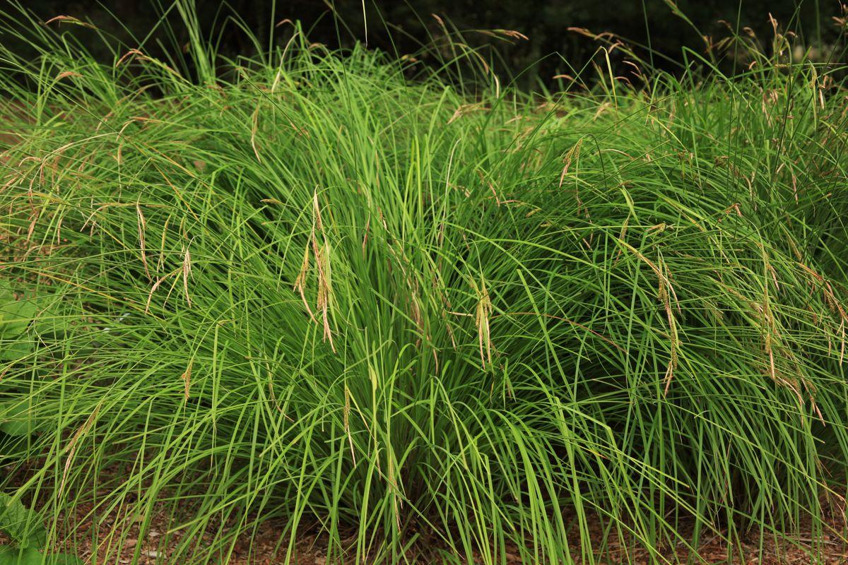 G0185 Grass, Carex Stricta - View 21 from www redcrocus com