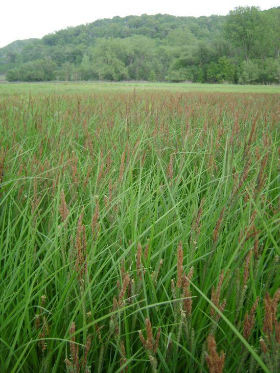 G0185 Grass, Carex Stricta - View 25 from www redcrocus com