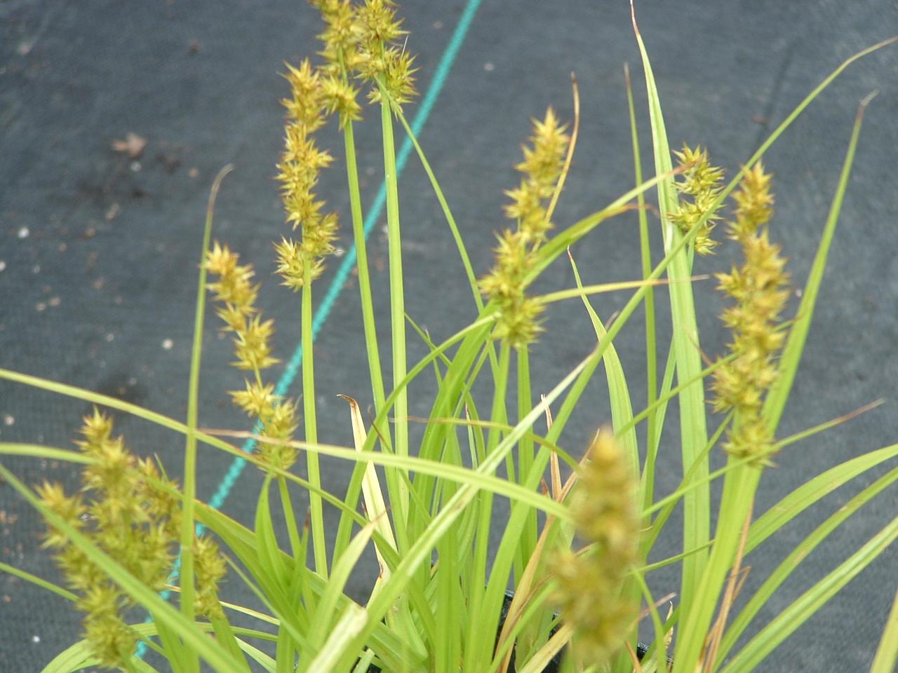G0185 Grass, Carex Stricta - View 26 from www redcrocus com
