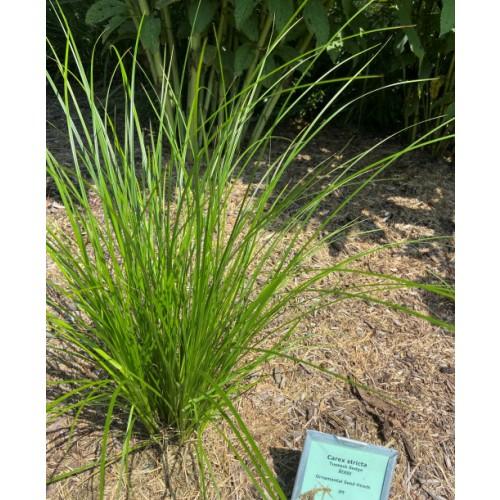 G0185 Grass, Carex Stricta - View 27 from www redcrocus com