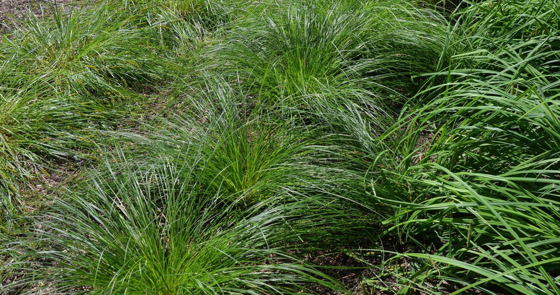 G0185 Grass, Carex Stricta - View 28 from www redcrocus com