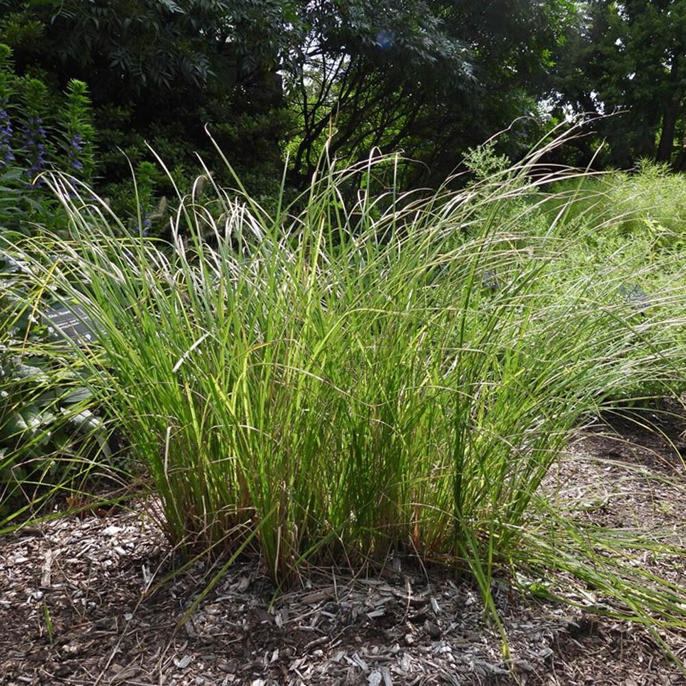 G0185 Grass, Carex Stricta - View 2 from www redcrocus com