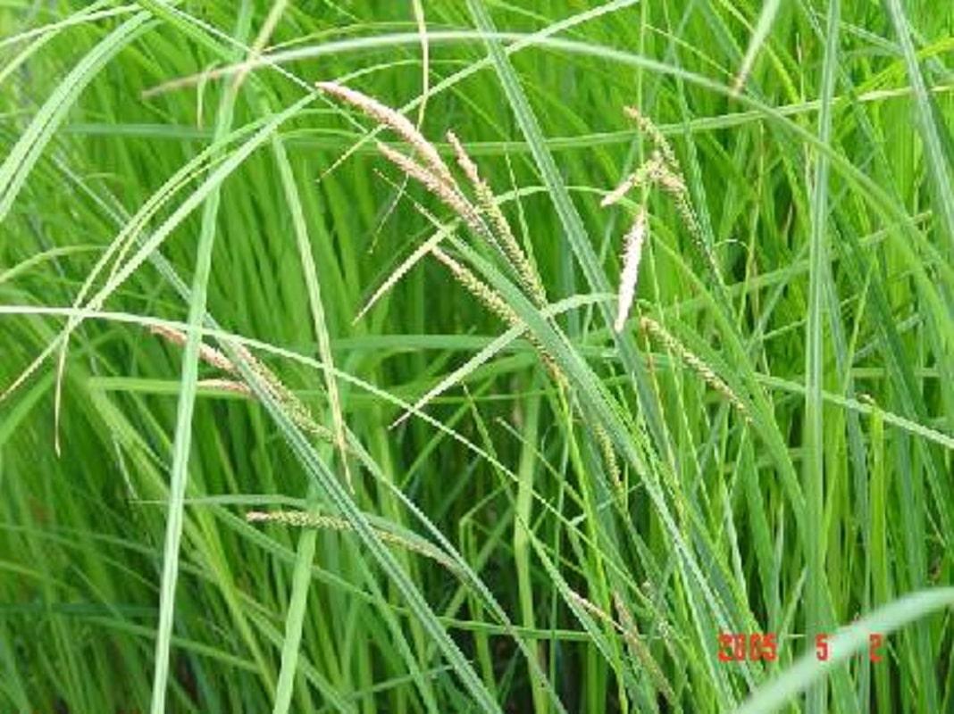G0185 Grass, Carex Stricta - View 31 from www redcrocus com
