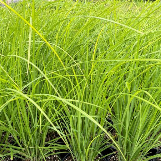 G0185 Grass, Carex Stricta - View 32 from www redcrocus com