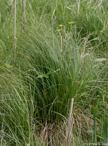 G0185 Grass, Carex Stricta - View 33 from www redcrocus com