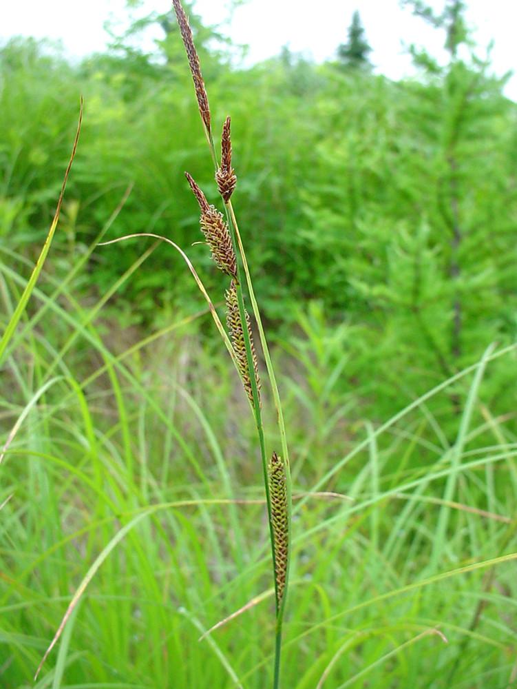 G0185 Grass, Carex Stricta - View 36 from www redcrocus com