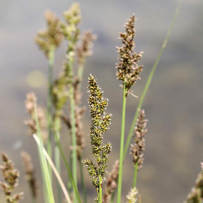 G0185 Grass, Carex Stricta - View 37 from www redcrocus com