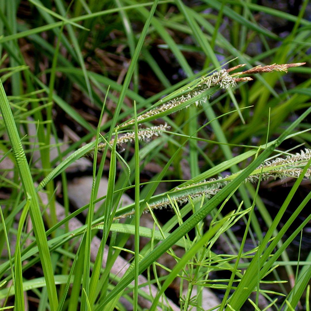 G0185 Grass, Carex Stricta - View 38 from www redcrocus com