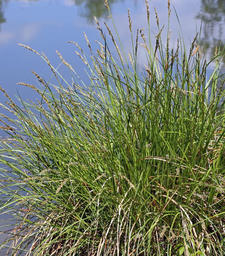 G0185 Grass, Carex Stricta - View 40 from www redcrocus com