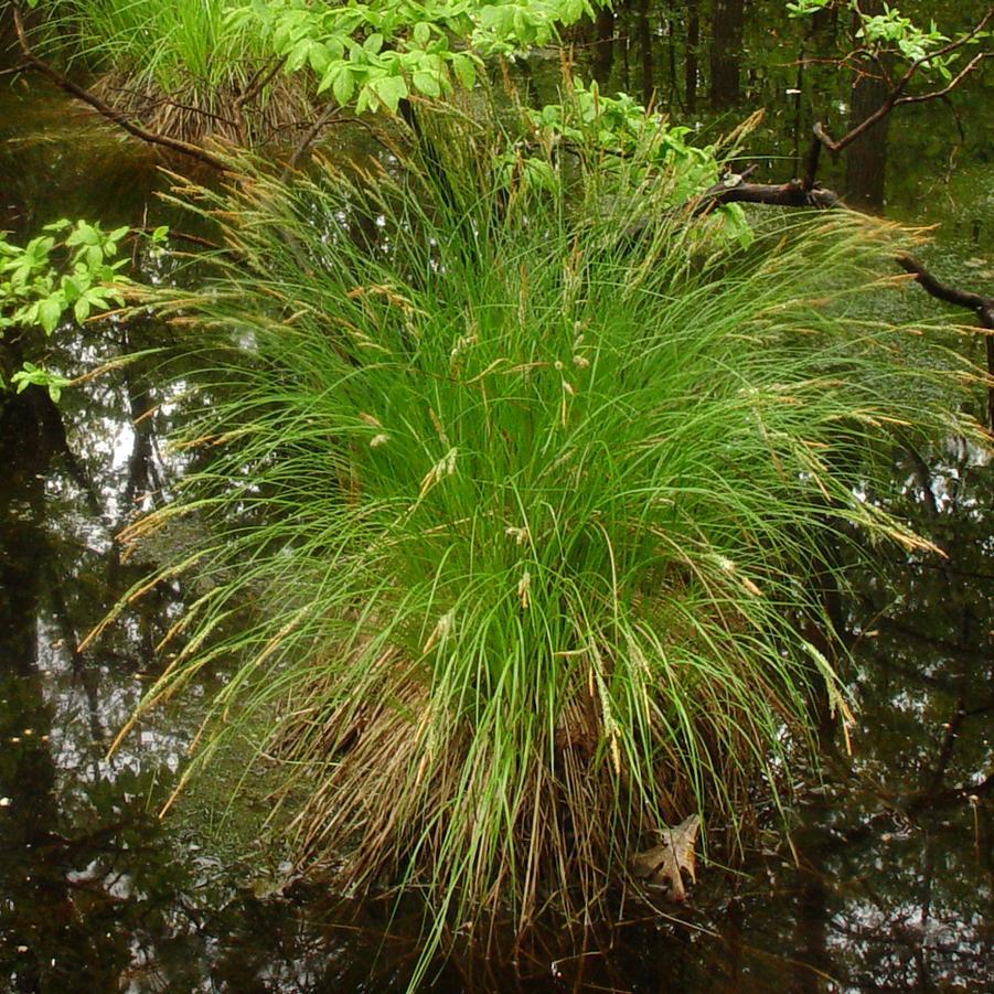 G0185 Grass, Carex Stricta - View 4 from www redcrocus com