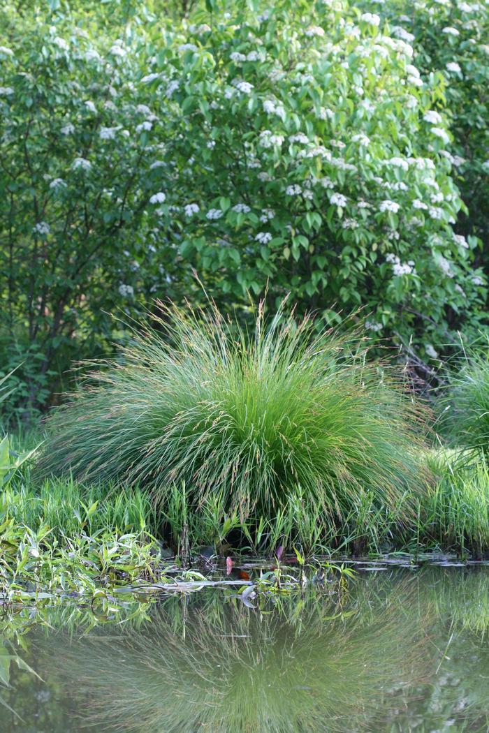 G0185 Grass, Carex Stricta - View 5 from www redcrocus com