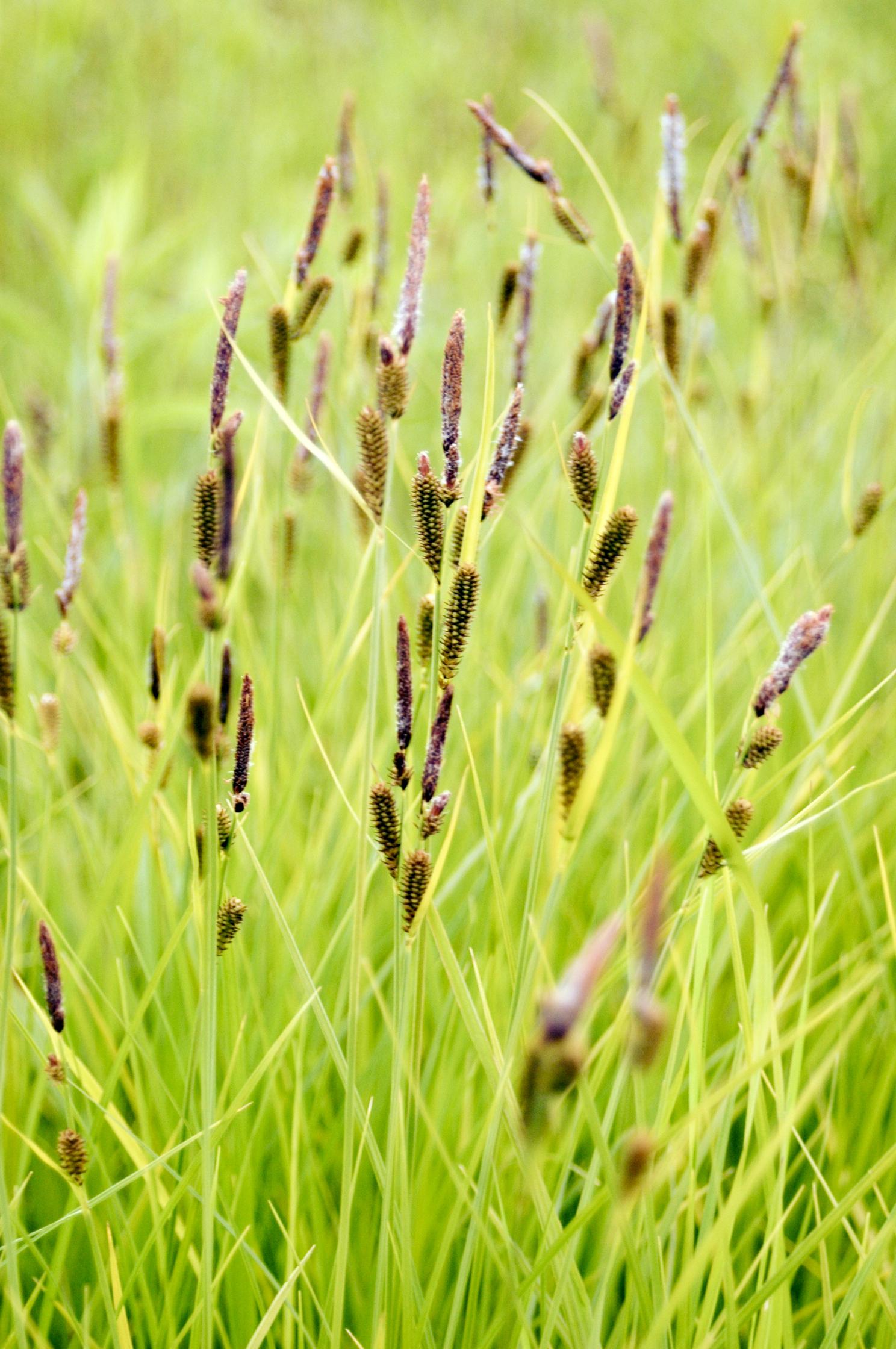 G0185 Grass, Carex Stricta - View 8 from www redcrocus com