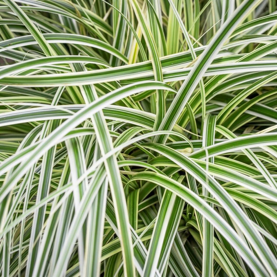 G0186 Grass, Carex 'feather Falls' - View 12 from www redcrocus com