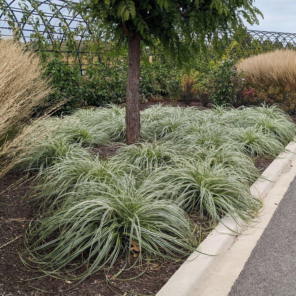 G0186 Grass, Carex 'feather Falls' - View 14 from www redcrocus com
