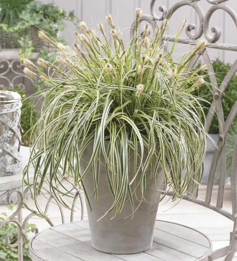 G0186 Grass, Carex 'feather Falls' - View 15 from www redcrocus com