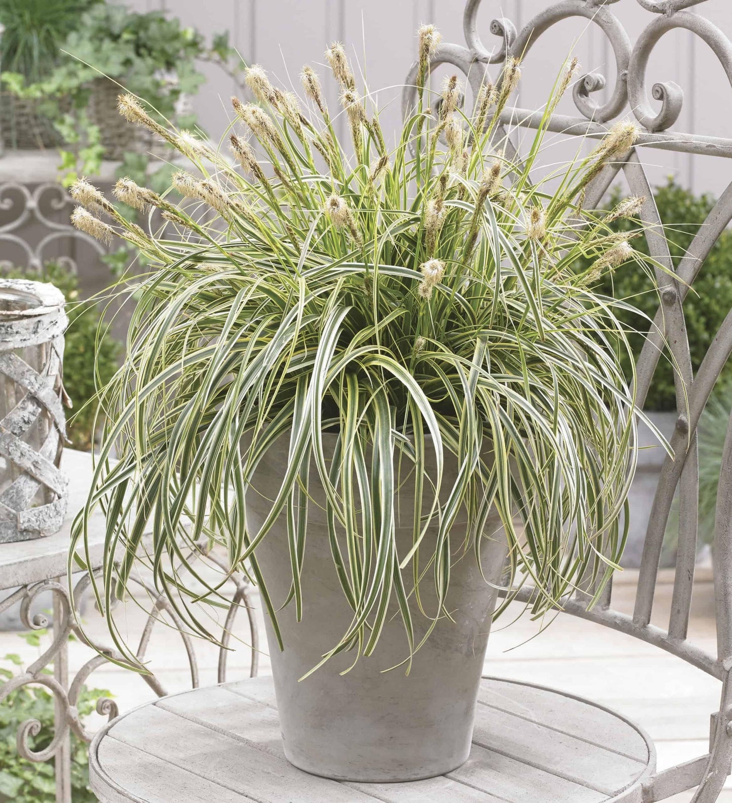 G0186 Grass, Carex 'feather Falls' - View 18 from www redcrocus com