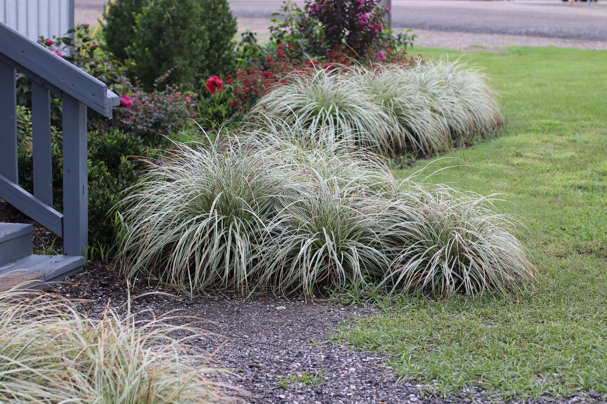 G0186 Grass, Carex 'feather Falls' - View 19 from www redcrocus com
