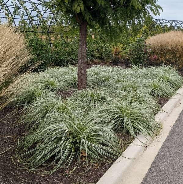 G0186 Grass, Carex 'feather Falls' - View 1 from www redcrocus com