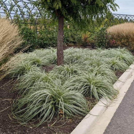 G0186 Grass, Carex 'feather Falls' - View 1 from www redcrocus com