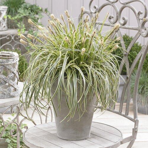 G0186 Grass, Carex 'feather Falls' - View 20 from www redcrocus com