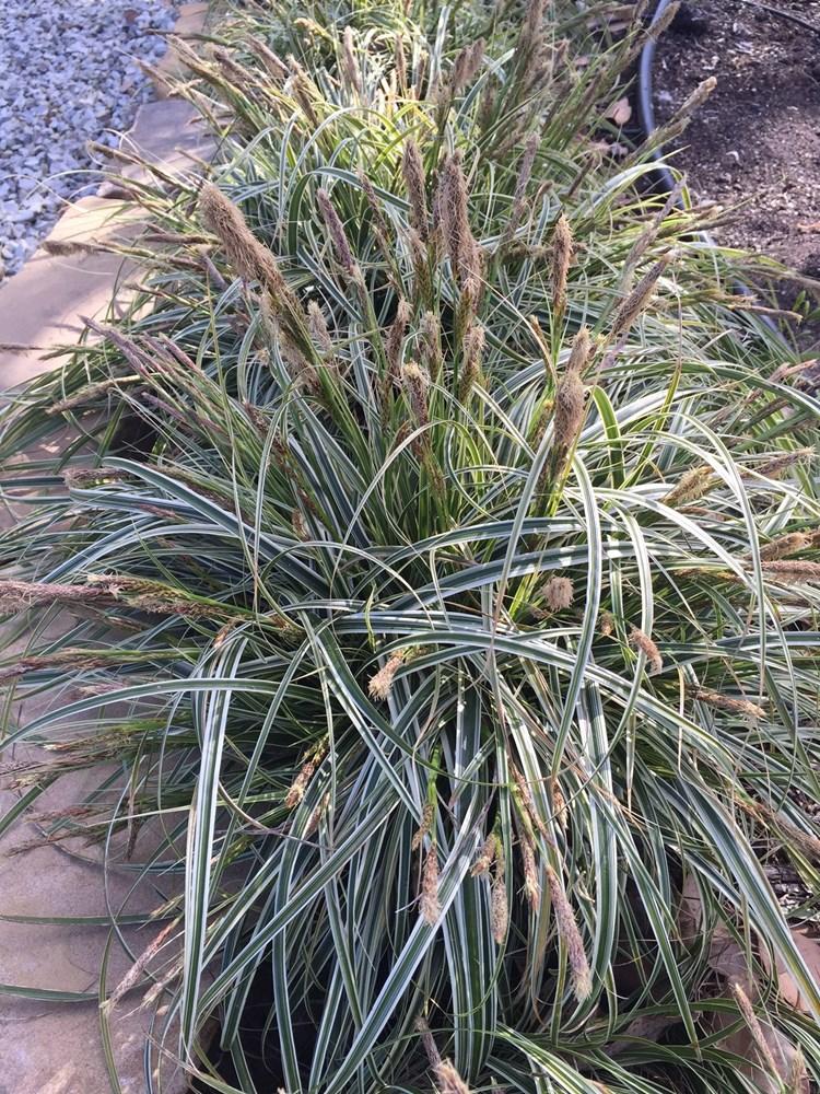 G0186 Grass, Carex 'feather Falls' - View 21 from www redcrocus com