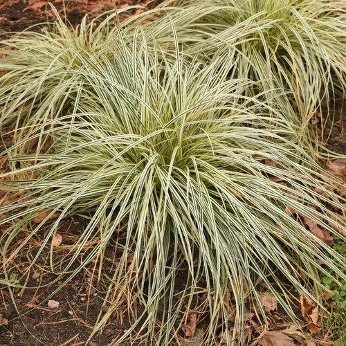 G0186 Grass, Carex 'feather Falls' - View 23 from www redcrocus com