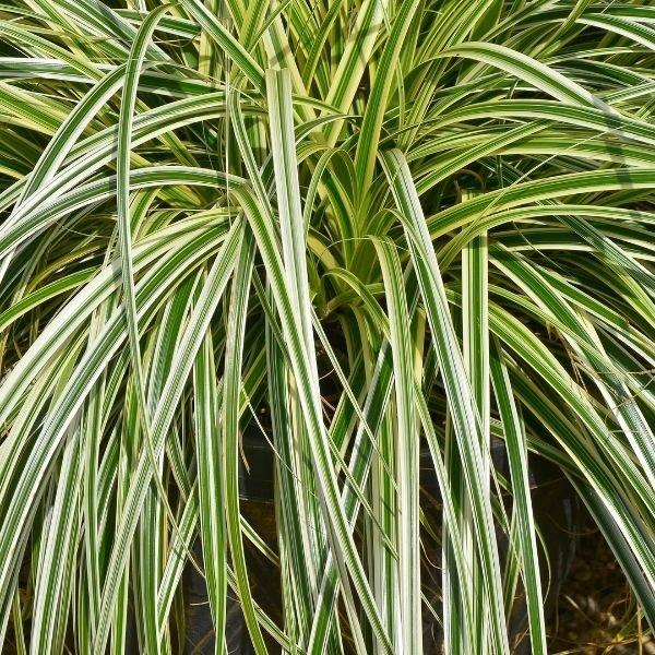 G0186 Grass, Carex 'feather Falls' - View 25 from www redcrocus com