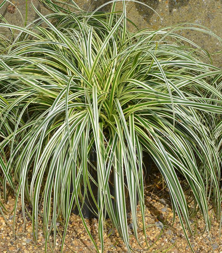G0186 Grass, Carex 'feather Falls' - View 26 from www redcrocus com