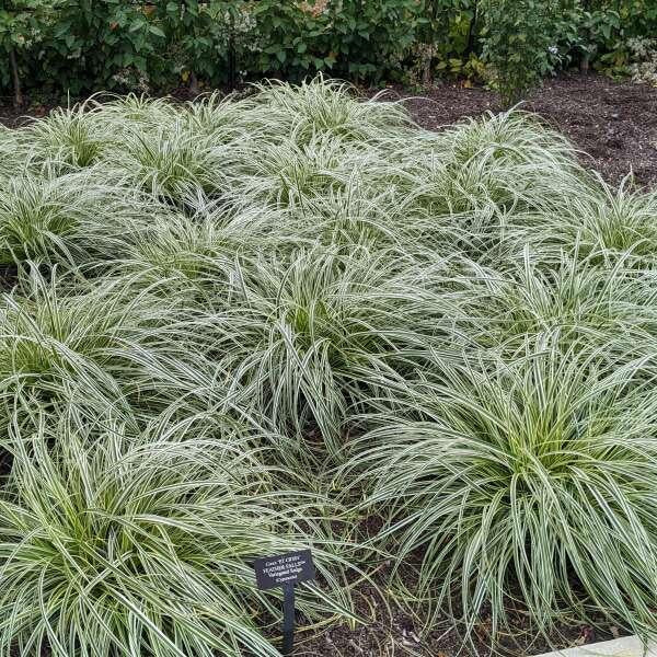 G0186 Grass, Carex 'feather Falls' - View 28 from www redcrocus com