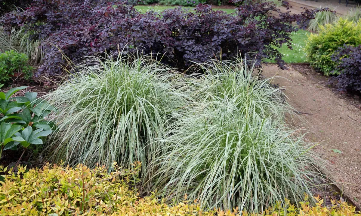G0186 Grass, Carex 'feather Falls' - View 29 from www redcrocus com