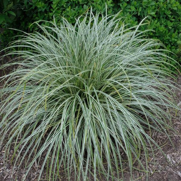 G0186 Grass, Carex 'feather Falls' - View 2 from www redcrocus com