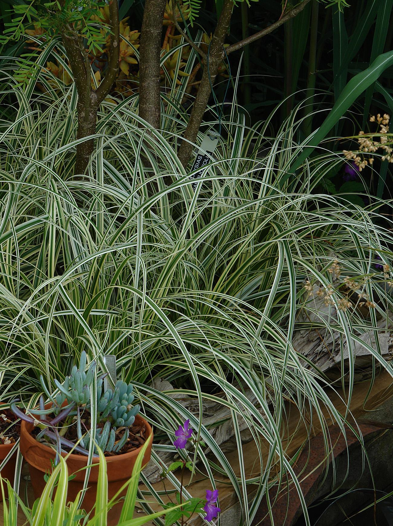 G0186 Grass, Carex 'feather Falls' - View 30 from www redcrocus com
