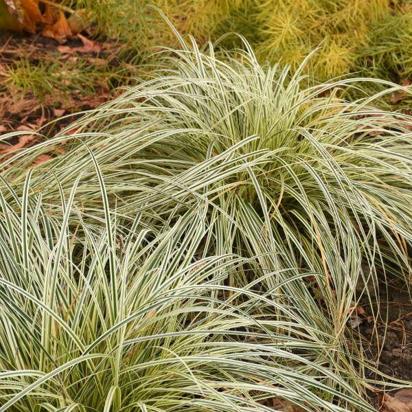 G0186 Grass, Carex 'feather Falls' - View 33 from www redcrocus com