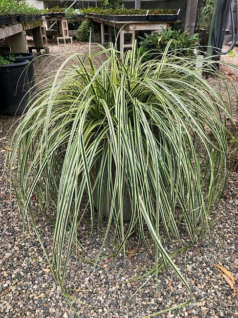 G0186 Grass, Carex 'feather Falls' - View 34 from www redcrocus com