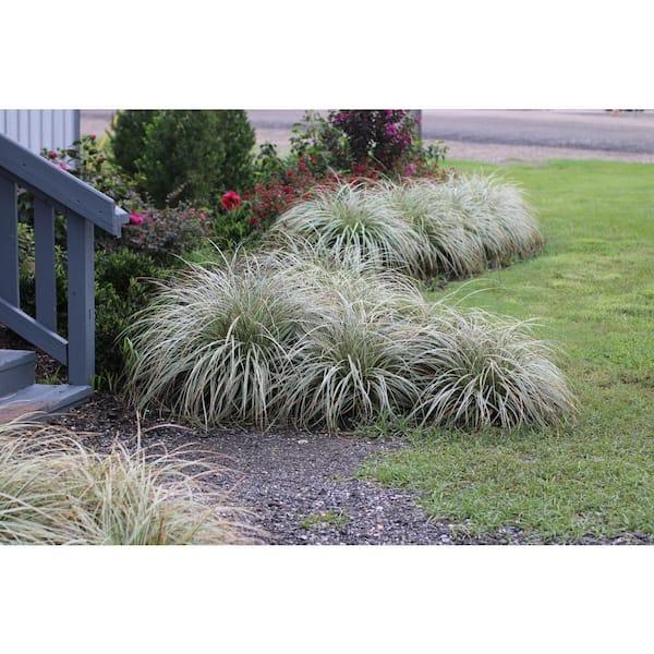 G0186 Grass, Carex 'feather Falls' - View 6 from www redcrocus com