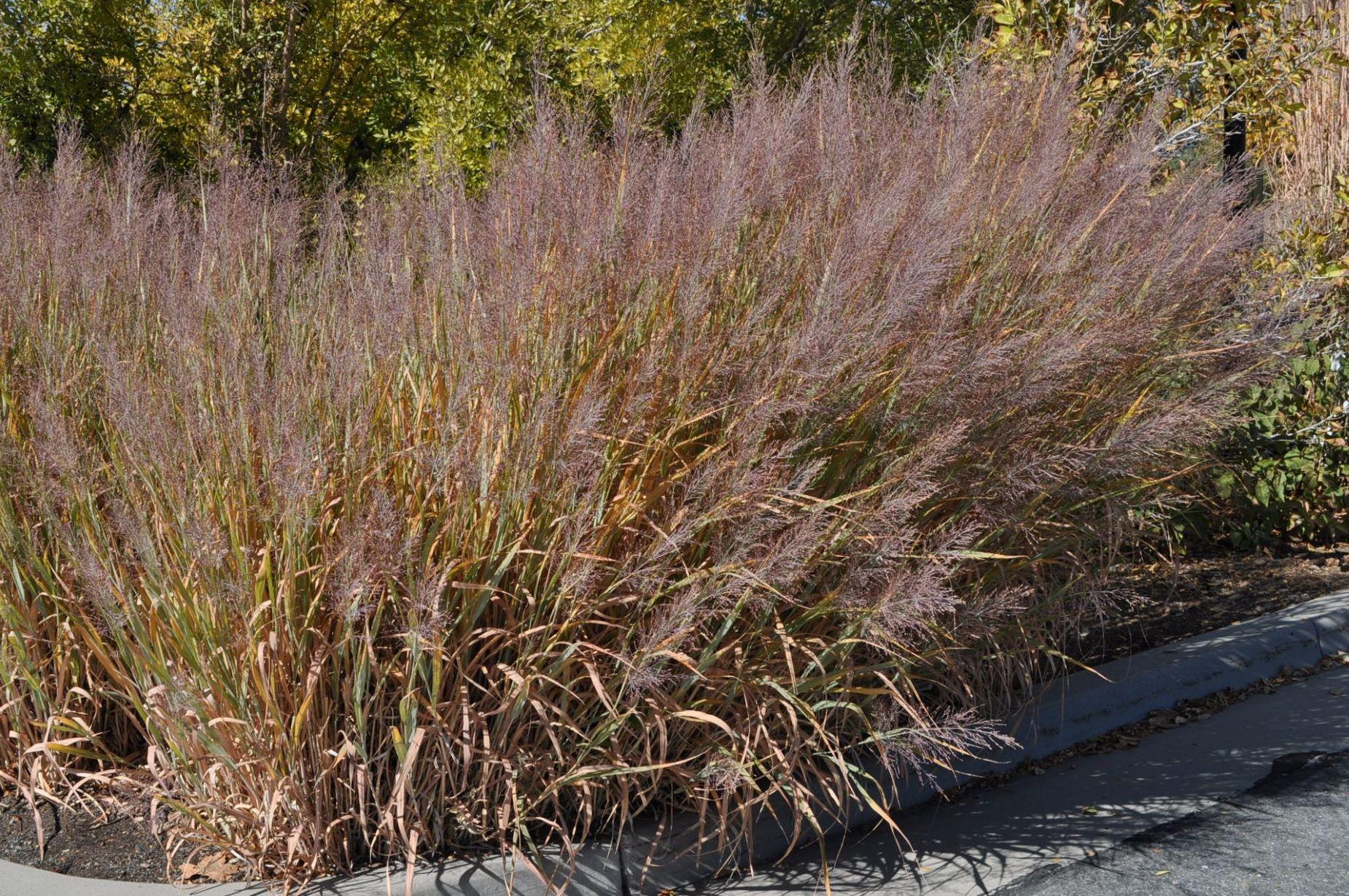 G0187 Grass, Panicum Virgatum 'dallas Blues' - View 11 from www redcrocus com