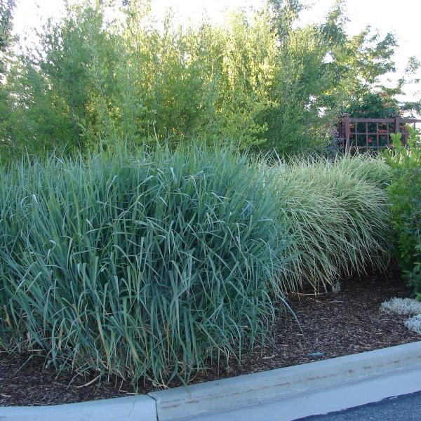 G0187 Grass, Panicum Virgatum 'dallas Blues' - View 12 from www redcrocus com
