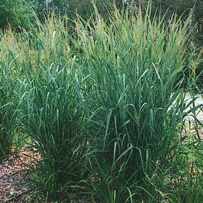 G0187 Grass, Panicum Virgatum 'dallas Blues' - View 14 from www redcrocus com
