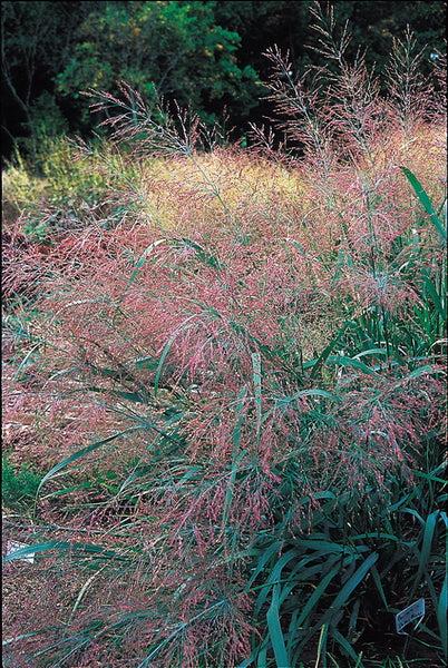 G0187 Grass, Panicum Virgatum 'dallas Blues' - View 16 from www redcrocus com