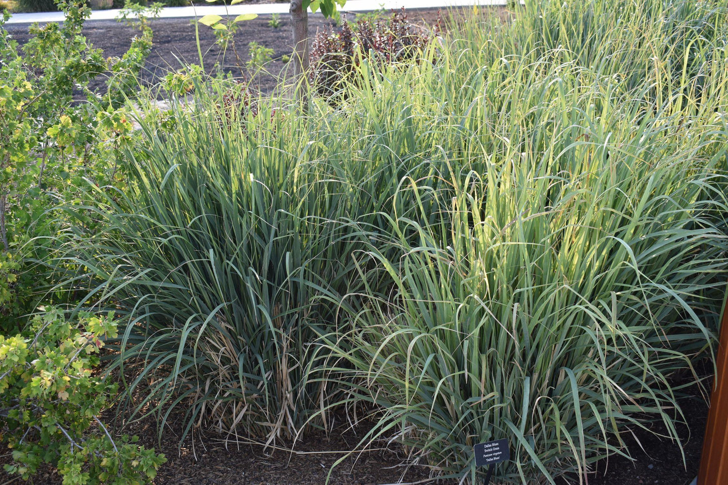 G0187 Grass, Panicum Virgatum 'dallas Blues' - View 17 from www redcrocus com