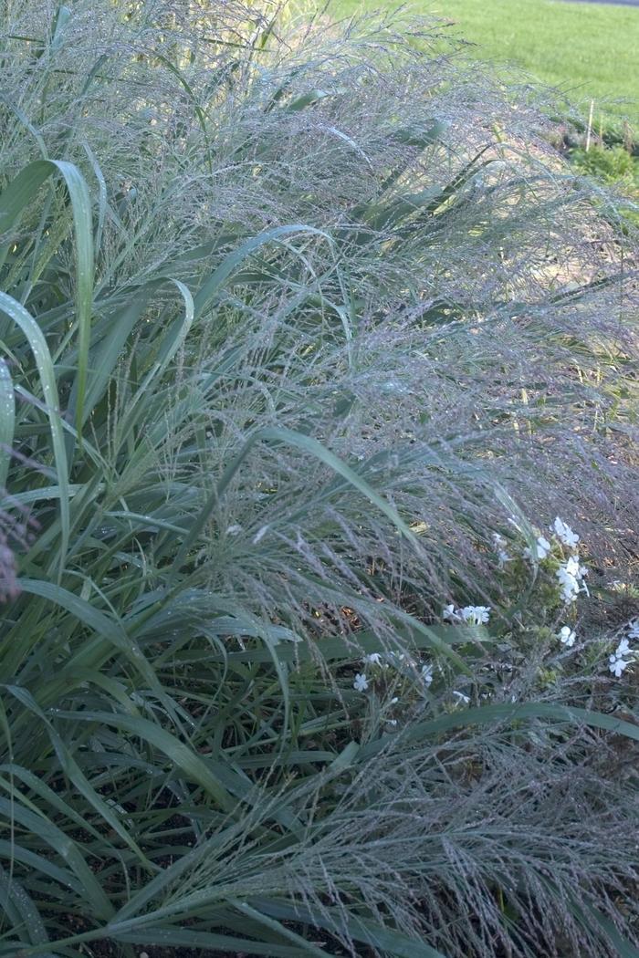 G0187 Grass, Panicum Virgatum 'dallas Blues' - View 19 from www redcrocus com