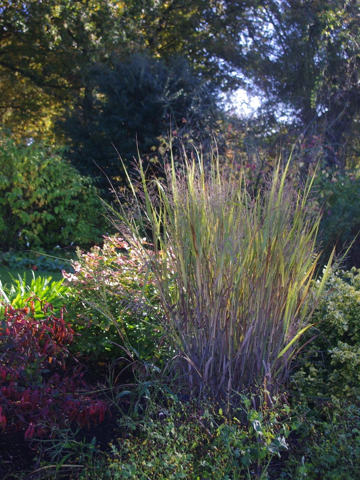 G0187 Grass, Panicum Virgatum 'dallas Blues' - View 23 from www redcrocus com
