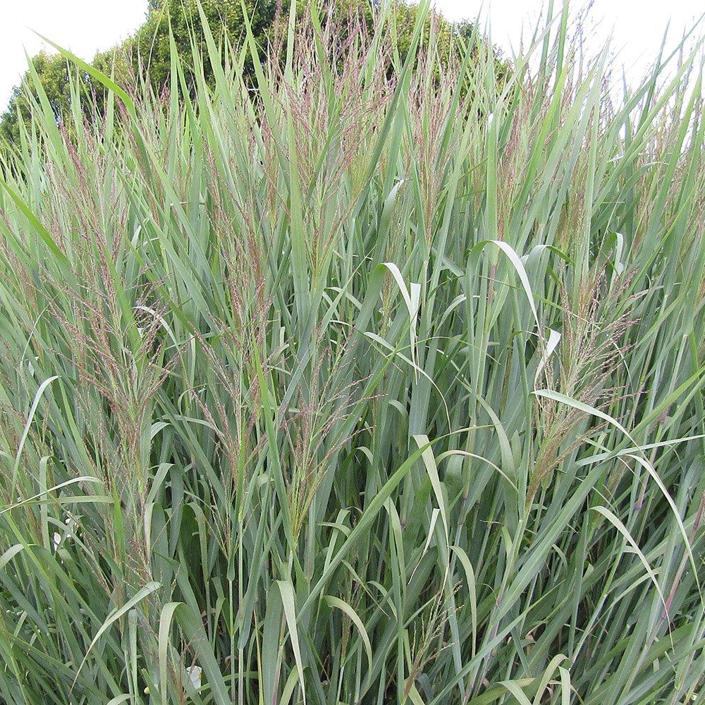 G0187 Grass, Panicum Virgatum 'dallas Blues' - View 24 from www redcrocus com
