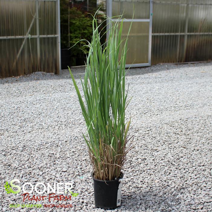 G0187 Grass, Panicum Virgatum 'dallas Blues' - View 28 from www redcrocus com