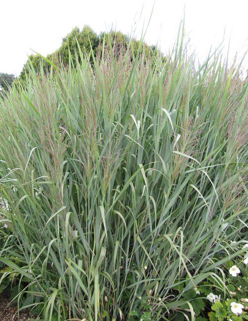 G0187 Grass, Panicum Virgatum 'dallas Blues' - View 29 from www redcrocus com